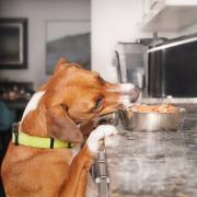 Do you feed your dog raw meat? You should be aware of this 'antibiotic-resistant' bacteria