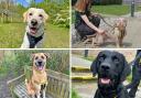 Meet four adorable Basildon Dogs Trust pups in need of new loving homes