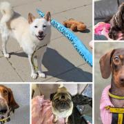 Five adorable Basildon Dogs Trust pups looking for their forever homes