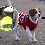 More than 150 dogs were stolen in incidents in south Essex since 2018