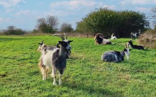Adorable – Cheviot goats at Wat Tyler Heights