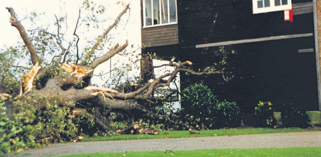 Ripped from the earth - Simon Bishop saw countless trees uprooted in Chalkwell Park