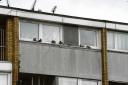 n Pests – pigeons on the windowsills of one of the flats blocks on Craylands are soon to be targeted by exterminations, using falcons