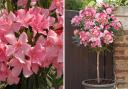 We have teamed up with You Garden to help save you £20 on Oleander Standard