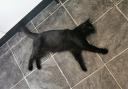 Frank the cat was living as a stray under some bushes in a garden in Basildon