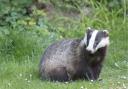 Essex Wildlife Trust has issued a statement on where it stands on badger culls