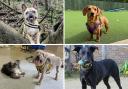 Meet the five Dogs Trust Basildon pups of the week looking for forever homes