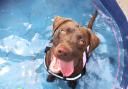 Cooling down - Loki the Lab in a paddling pool