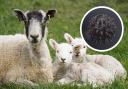 Stock images - the disease affects animals such as sheep