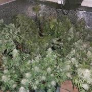 The cannabis factory found in Grays