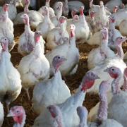 'It's the worst year I've known': Essex turkey farmer warns about bird flu impact on Christmas