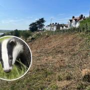 Fears Leigh road may crumble further as badgers cause more delays to cliffs repair