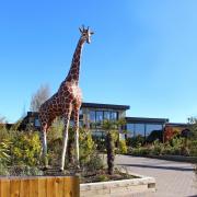 Attraction - Colchester Zoo is increasing the prices of its annual passes