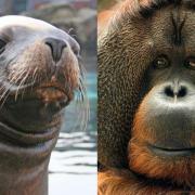 Closed - The sea lion underwater viewing area and orangutan enclosure