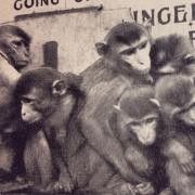 The day the Kursaal Zoo monkeys were released to run amok across Southend