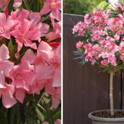 We have teamed up with You Garden to help save you £20 on Oleander Standard