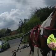 Unusual - Horse and Trap stopped by police