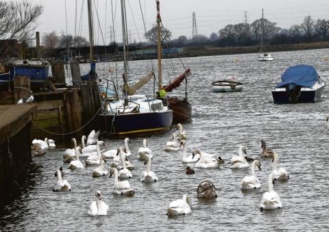 Swans at Hullbridge Riverside by Rob South
