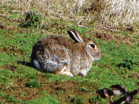 Bunnies enjoying the sun in a field in Great Wakering by Rob South