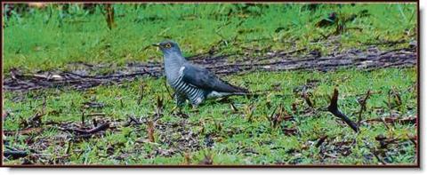 Cuckoo at Wat Tyler park by Martin Curtis