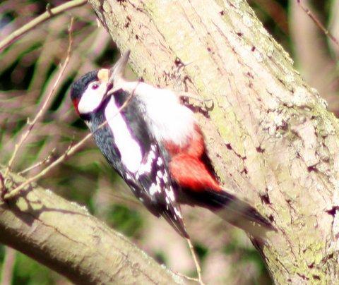 February 2015
Winters mourning. Taken at Stowe Maries churchyard. Greater spotted woodpecker. Denis Warren, Rayleigh.