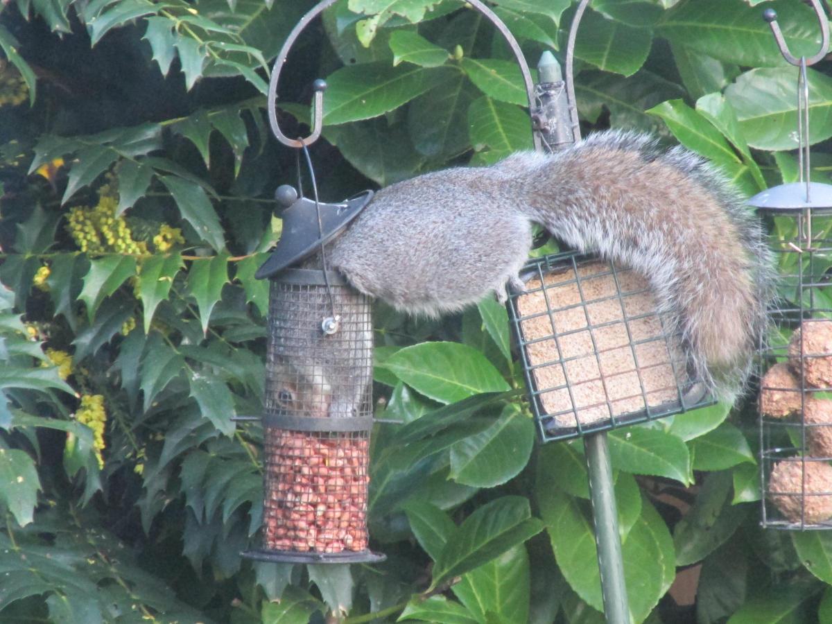 February 2015
Cyril the Squirrel at it again.....
Danny Lovey