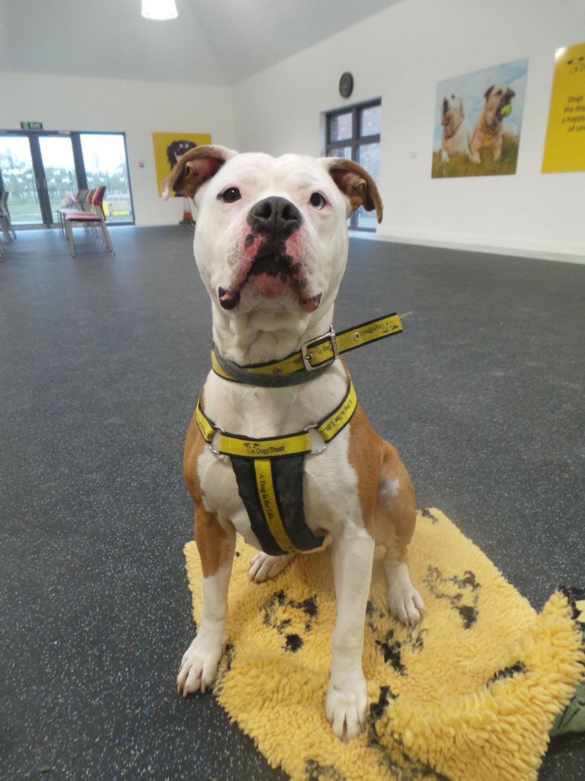 11/02/2015
Sassy is a three year old American Bulldog. Sassy’s ideal home would see her being the only pet .She is a friendly girl but due to her strength would be best suited to an adult  home or with  older children. 
