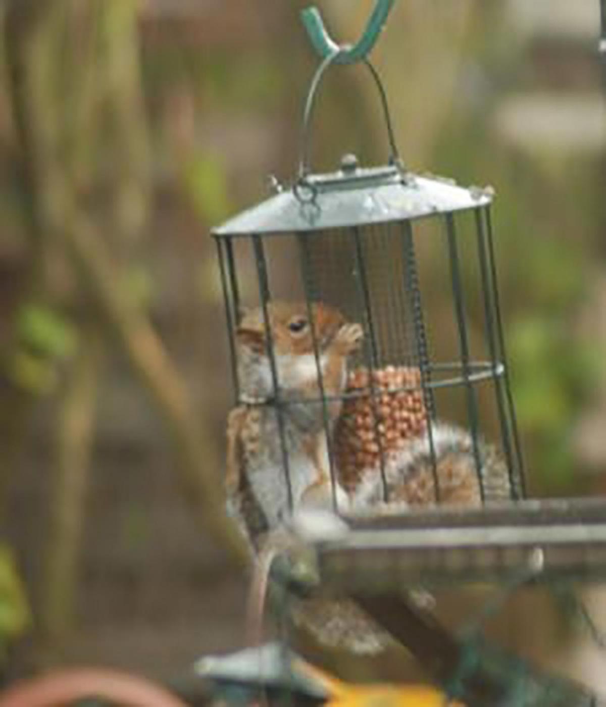 February 2015      Rob McColl
: Crafty squirrel
Who said that the feeder was squirrell proof?