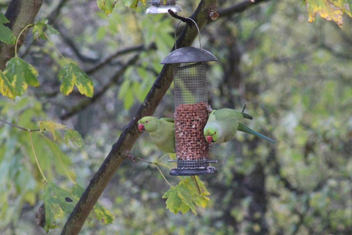 Chrfistine Perry
Wild Parakeets on the garden nut feeders. Stanford-Le-Hope. 