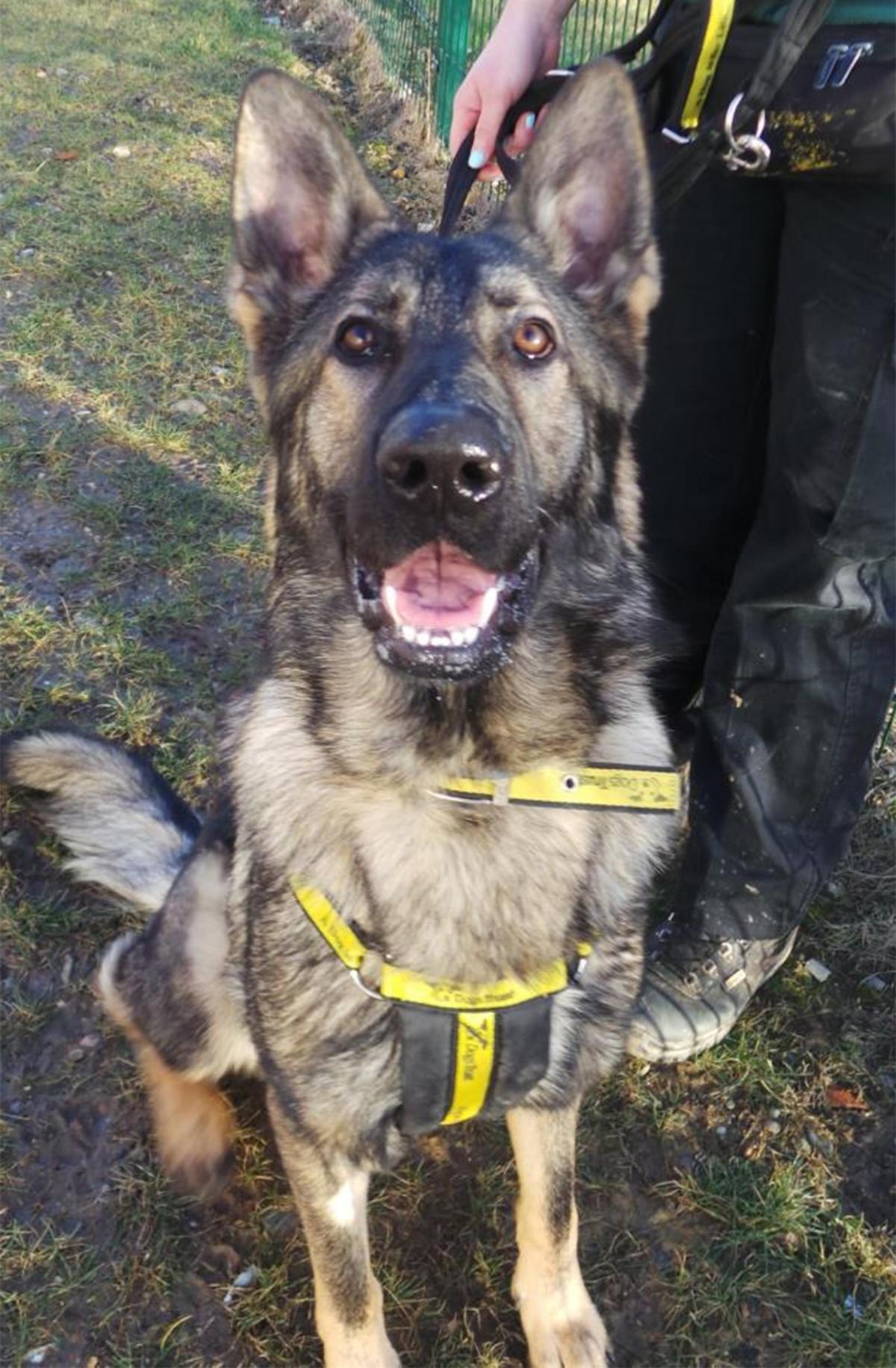 03/03/15
Woody – 12 month old male German Shepherd who
 loves  being on the go all the time, he needs experienced owners who know the breed.. He can live with another dog with similar energy levels and  children aged 13plus.
