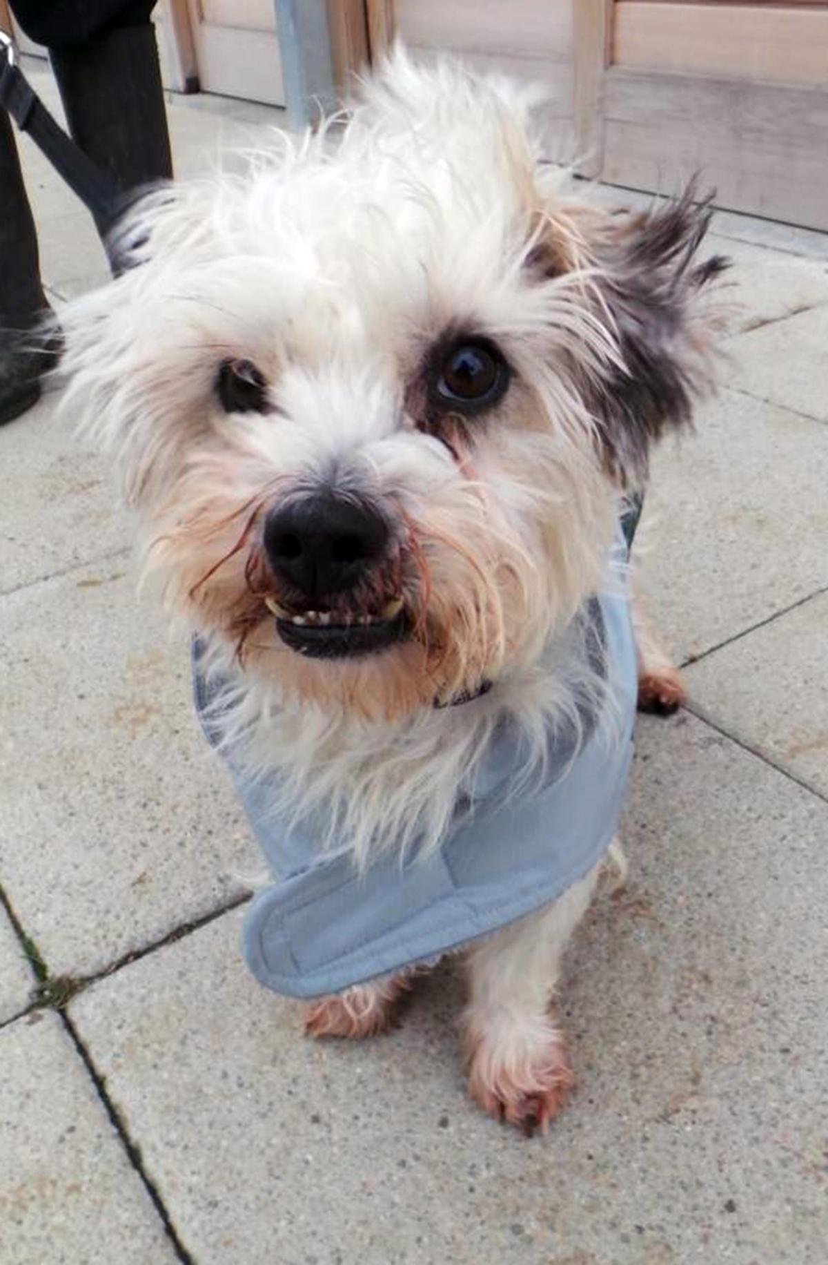 03/03/15
Dixie – Five year old male Shih Tzu cross
Dixie is an independent chap who isn’t typical of the breed. He is not a lap dog and he likes his own space.Dixie will be best suited to an adult only home