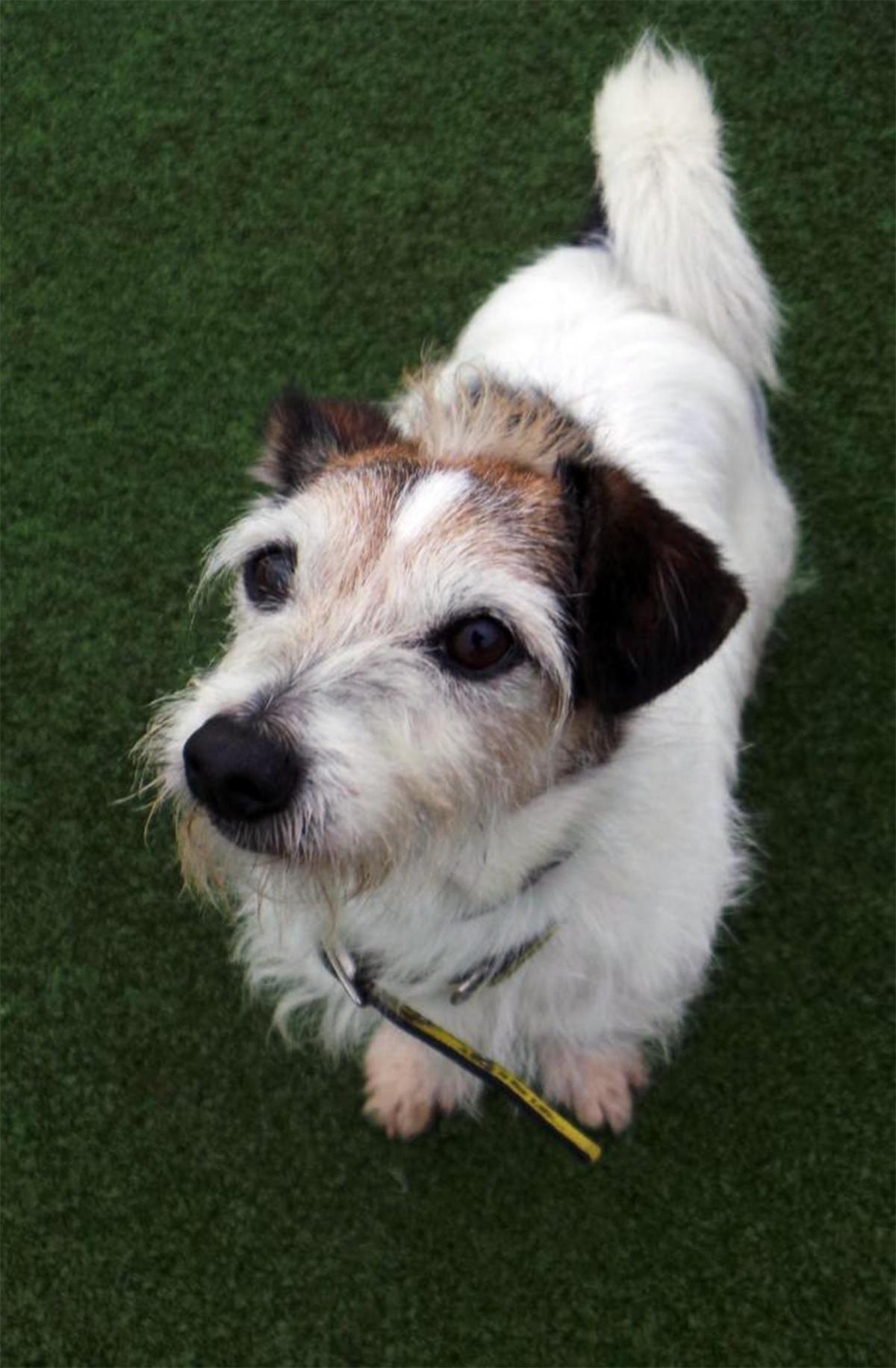 03/03/15
 Scrappy – eight year old male Terrier Cross will
be your forever friend.  He is looking for a Terrier-experienced, adult only home with no pets. Scrappy would like  a quiet environment  as he is finding kennel life stressful.
