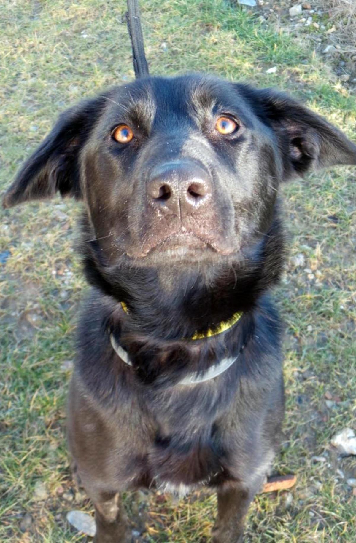 03/03/15
Greta – One year old female Labrador cross
Greta is lively but can be worried by new things, so needs patient  owners. Greta would be best suited to a home with adults and older teens. She will benefit from  socialisation with people and dogs