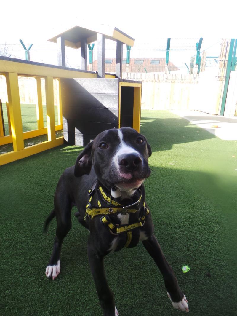 11/03/15 Hodges – Eight month old male Staffie cross.
Hodges  had no training before arriving at  the Dogs Trust . He needs  an experienced  family and  would benefit from calm walking buddies. He would prefer to be an only pet in the home .