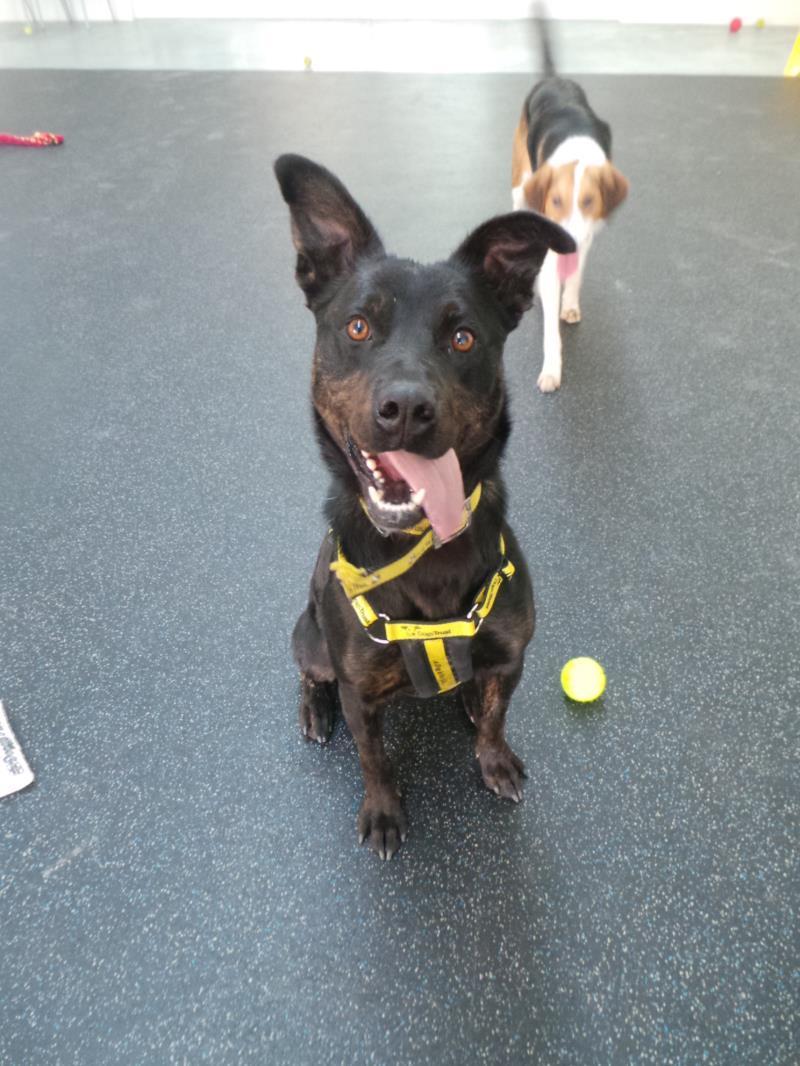 11/03/15 Jodie – 3 year old female Rottweiler cross
Jodie is a very sweet girl, looking for a quiet home with another  dog. Jodie can be timid  so would appreciate a home that can take it slowly. Jodie’s ideal home will be with adults and older teena