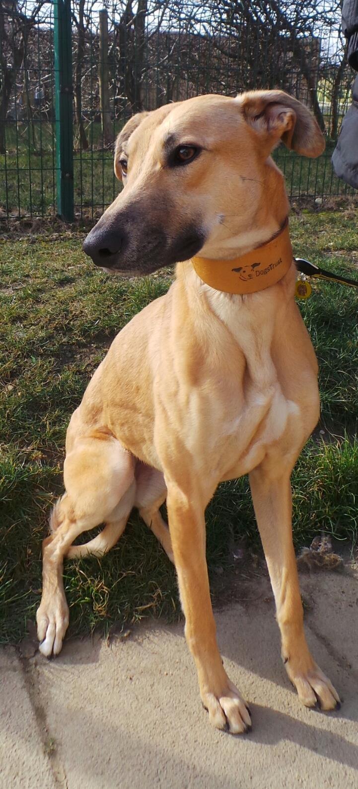 11/03/15 Lucy – 18 month female Lurcher
Lucy is a lovely lady, looking for a home with an active family. She can live with children as young as 8 years old . and also  with another dog of similar size but no other animals 