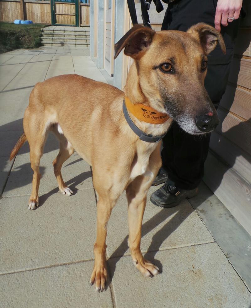 11/03/15 Monty – Three year old male Lurcher
Monty is a bashful beauty who can get easily worried by new things. Monty is looking for a family with adults and older teenagers . He would happily share his home with a doggy pal 