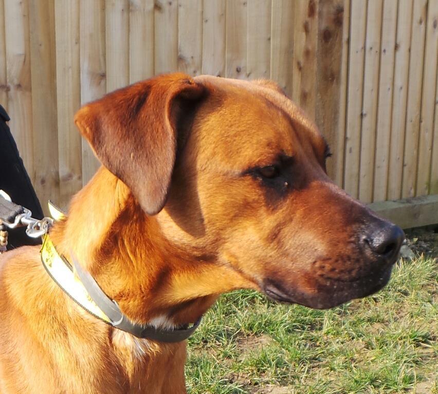 20/03/15 Buddy is a three year old male Labrador cross who is a friendly and playful boy. Buddy is looking for a home with adults and teenagers because of his size and strength. He can live with other dogs but he's not  been tested with cats
