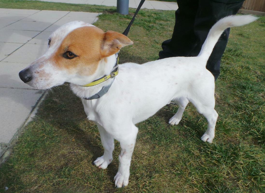 20/03/15 Charlie is a 12month old Jack Russell Terrier who is a small dog, with a big personality. He loves other dogs , and would be best suited to a home where he has company most of the time   He can live with children as young as 11 years old.