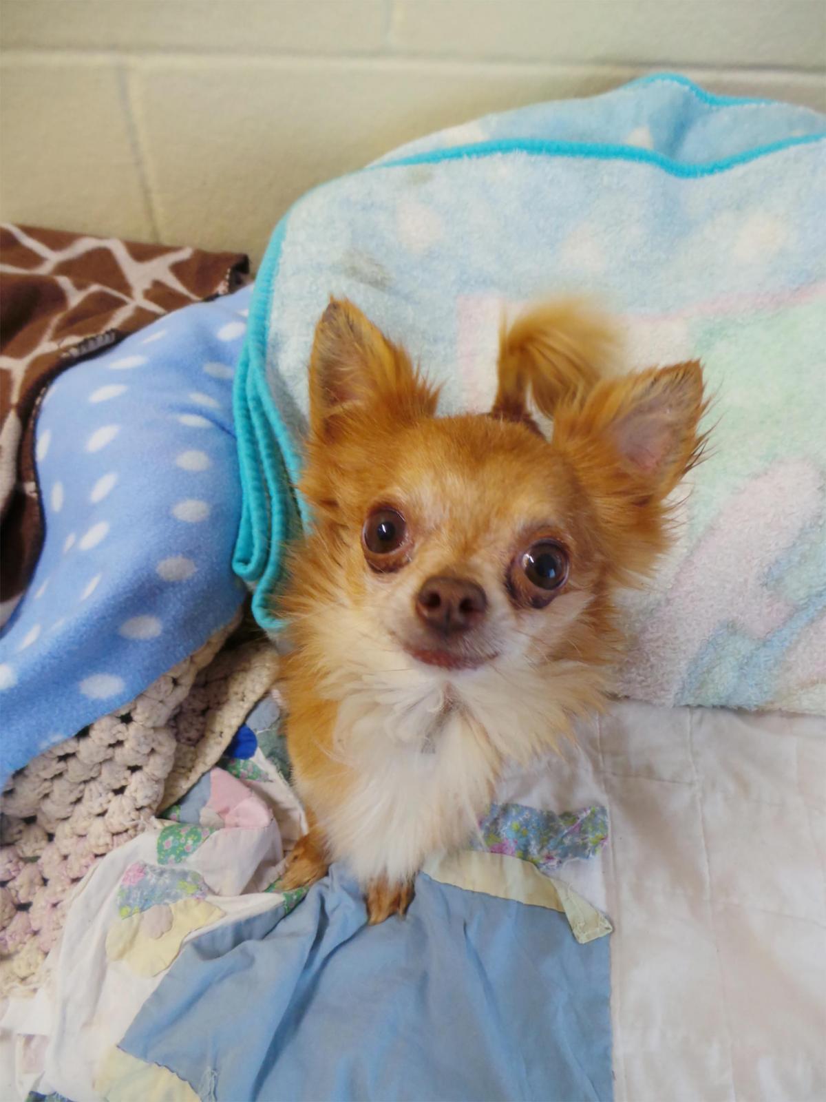 20/03/15 Dinky is a four year old male Chihuahua who has led a sheltered life  He is bashful meeting new people so needs to find patient  new owners to bring him out of his shell . Dinky’s ideal home will be as an only dog ,and with no children. 