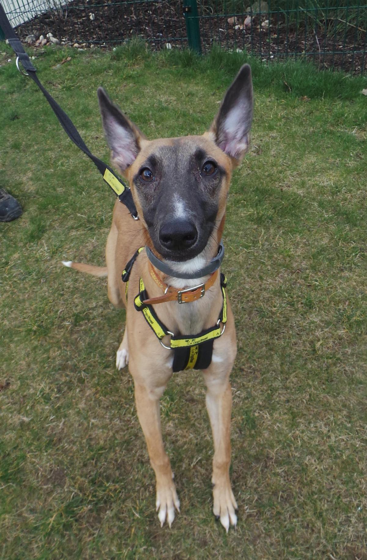 20/03/15 Tinkerbell is a six month old leggy female Lurcher. Tinkerbell needs a home with company all of the time to begin with as she is still a baby. She can live with adults, children over the age of eight years old and other calm dogs