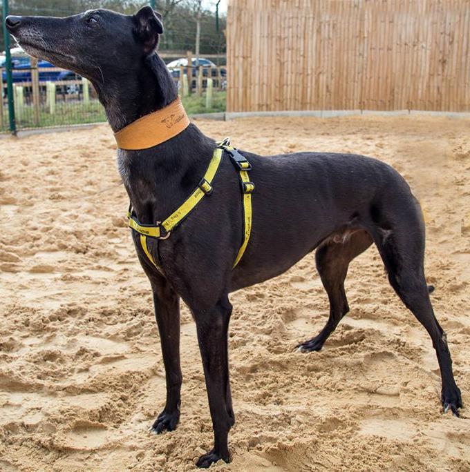 22/04 Zep – seven year old male Greyhound Typical of his breed, he does have a high chase drive but this is easily managed. He would prefer to be the only pet  in the home and is happy being left as long as he is allowed on the sofa!
