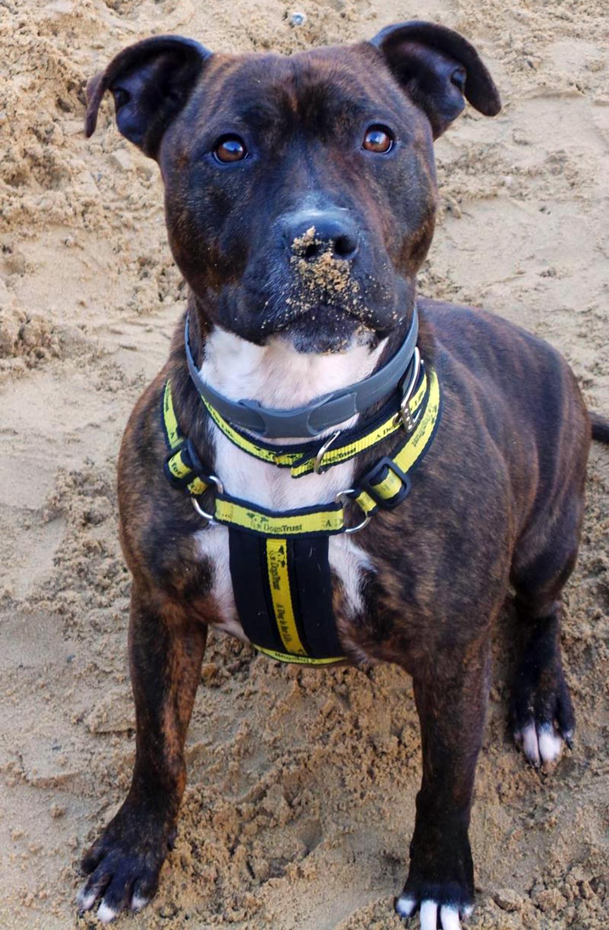 Tella – Three year old female Staffie cross , is an excitable lady who loves everyone that she meets. She has lots of energy and is a big, bouncy, playful dog. Tella is looking for a home with adults and children over five , with no other pets
