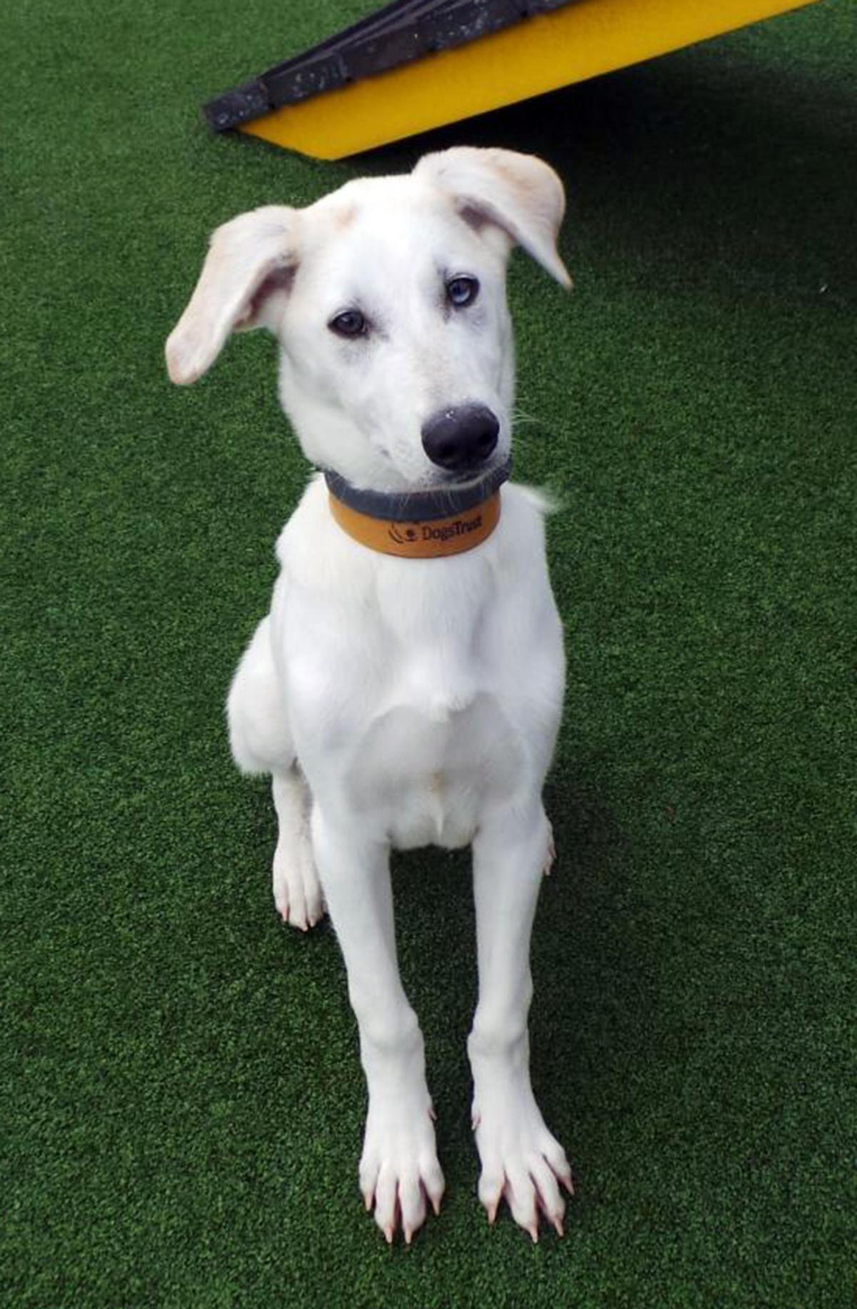 22/04 Milo – 10 month old male Lurcher cross
Needs a home where he will be given the time and space he needs to settle in. He is a clever cookie who will be the only pet