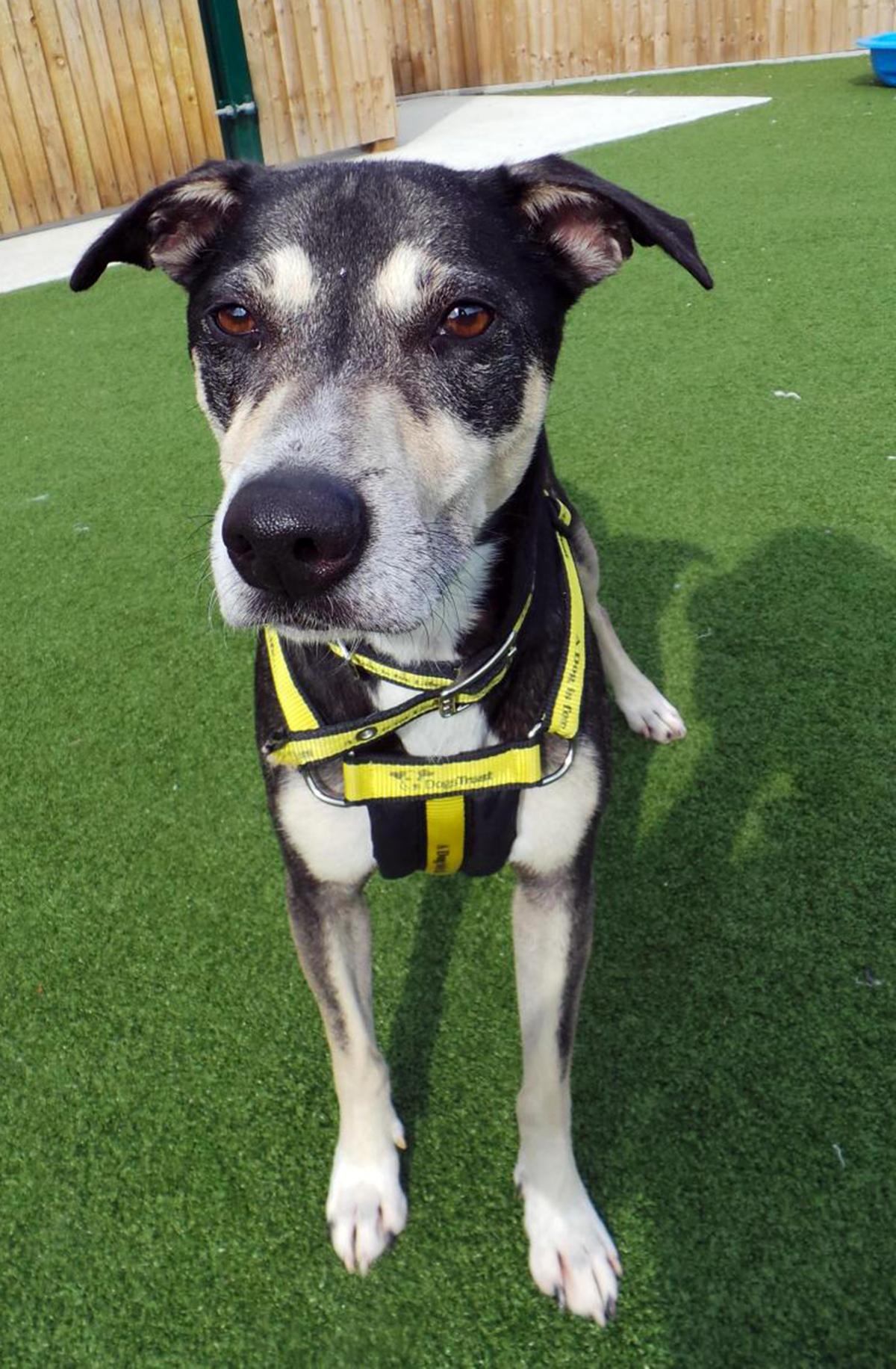 22/04 Jester – Six and a half year old male crossbreed
Jester is a handsome chap who sadly is finding kennel life difficult . Jester likes being around people
