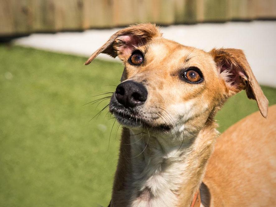28/07 Dusty – 12 month old Whippet
Dusty is a bashful beauty, particularly when meeting new people. She is curious and likes to explore. Dusty will need  company most of the time in the beginning  Ok with  other dogs and children as young as 11 