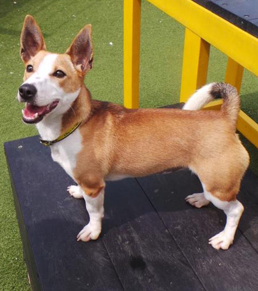 28/07 Lacey – 12 month old Jack Russell Terrier 
Lacey is an excitable, playful girl. She loves her toys, but her absolute favourite is the classic tennis ball. Lacey is looking for an active home 