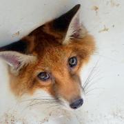 Curious fox gets stuck in sink plughole in Basildon garden before being freed