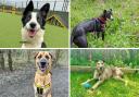 Meet the four Basildon Dogs Trust pups of the week looking for forever homes