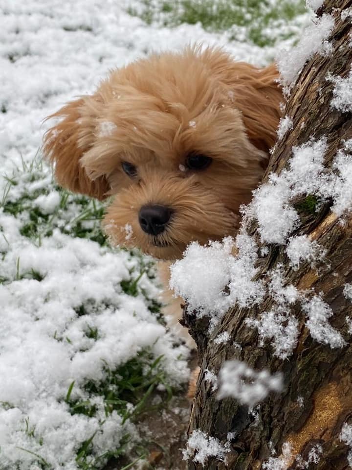 Hide and seek - Amber Wilkinsons four-legged friend enjoyed playing while the snow fell in Rochford